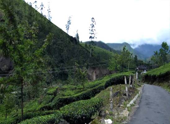 Pothamedu View Point