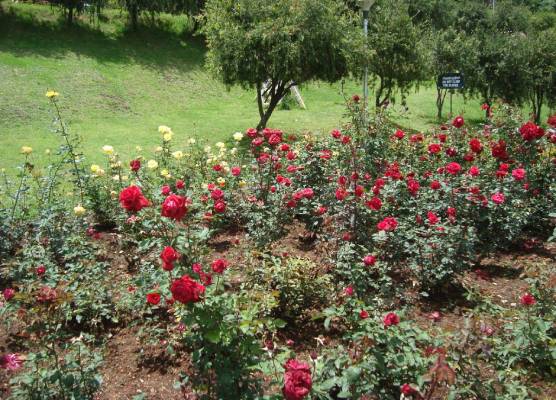 Rose Garden Ooty