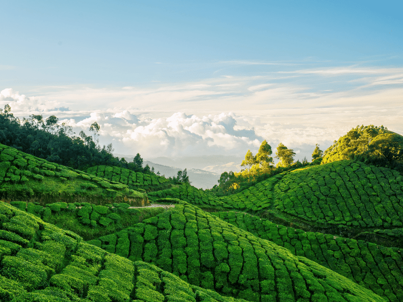 Munnar Tour Package