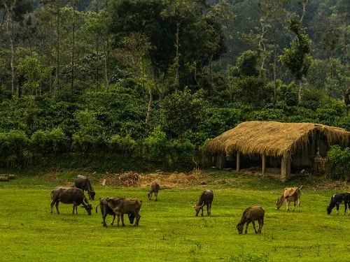Coorg Tour Package